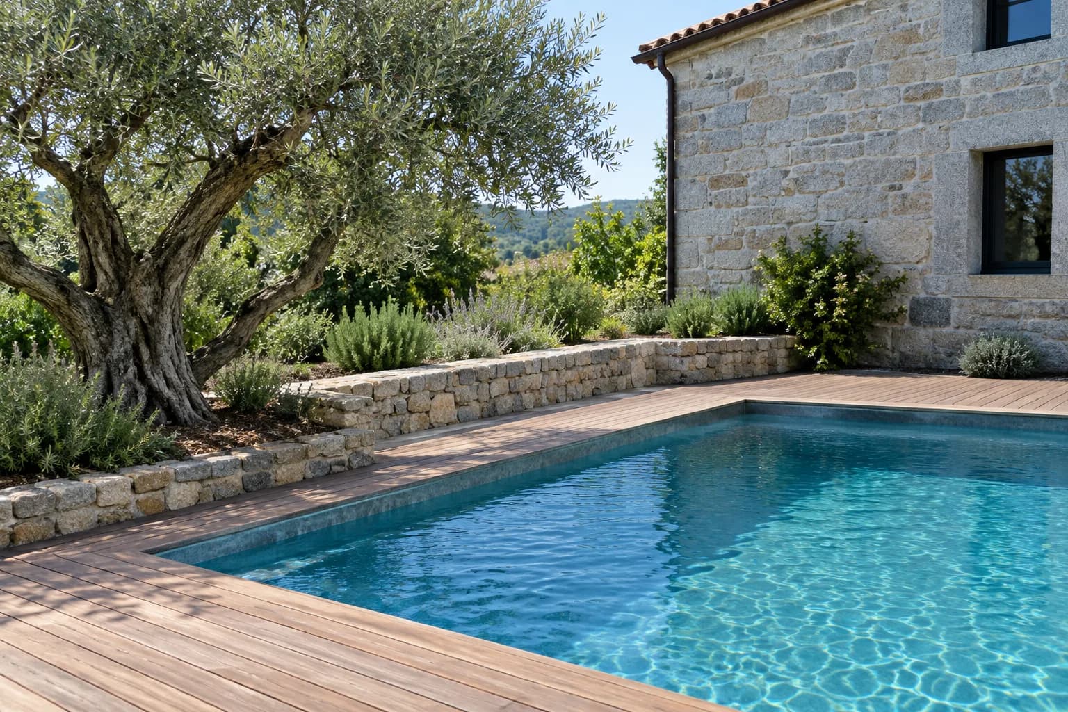 Piscina cheia num jardim, com deque de madeira e uma oliveira ao lado.